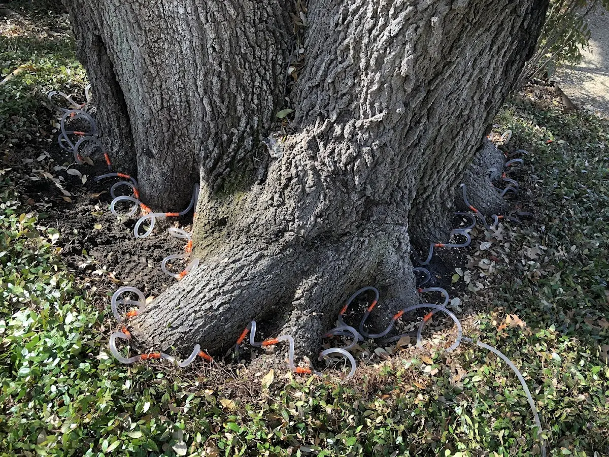 Detailed Tree Cabling and Bracing job site in Gradyville
